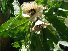 Attēlu rezultāti vaicājumam “Hyoscyamus niger”