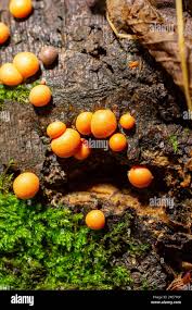 Attēlu rezultāti vaicājumam “Lycogala confusum”