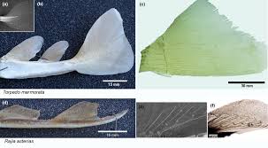 Image result for Raja asterias