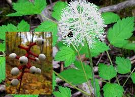 Attēlu rezultāti vaicājumam “Actaea spicata flower”