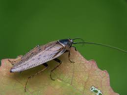 Attēlu rezultāti vaicājumam “Ectobius sylvestris nymph”