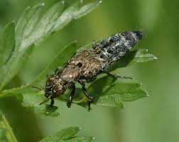 Attēlu rezultāti vaicājumam “Ontholestes murinus”