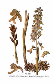 Attēlu rezultāti vaicājumam “Neottia nidus-avis bud”