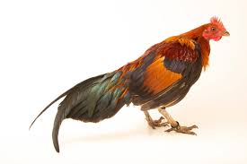 Attēlu rezultāti vaicājumam “Gallus”