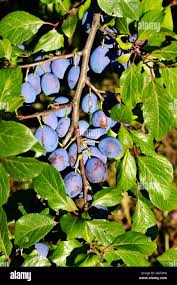 Attēlu rezultāti vaicājumam “Prunus domestica subsp. domestica”