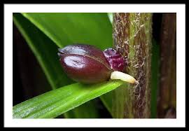 Attēlu rezultāti vaicājumam “Lilium lancifolium bud”