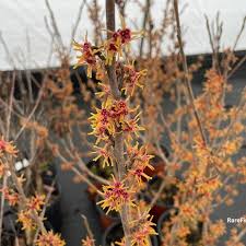 Attēlu rezultāti vaicājumam “Hamamelis vernalis flower”