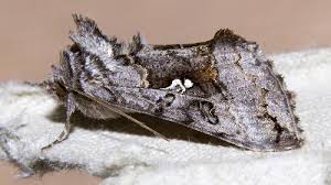 Attēlu rezultāti vaicājumam “Syngrapha interrogationis”