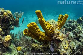 Attēlu rezultāti vaicājumam “Tubifera applanata”