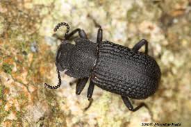 Attēlu rezultāti vaicājumam “Bolitophagus reticulatus”