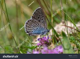 Attēlu rezultāti vaicājumam “Maculinea alcon upperside”