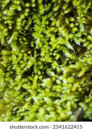 Attēlu rezultāti vaicājumam “Pleurocarpous mosses”