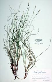 Attēlu rezultāti vaicājumam “Carex globularis”