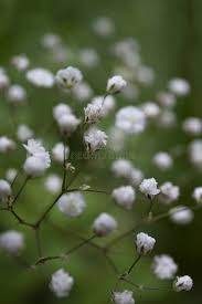 Attēlu rezultāti vaicājumam “Gypsophila paniculata bud”