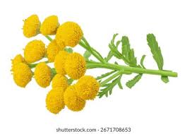 Attēlu rezultāti vaicājumam “Tanacetum vulgare flower”