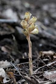 Attēlu rezultāti vaicājumam “Monotropa hypopitys flower”