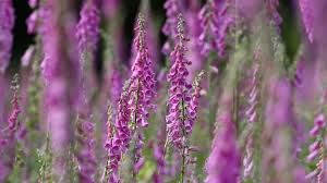 Image result for Fingerhut rot