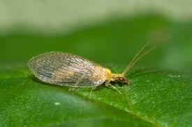 Attēlu rezultāti vaicājumam “Hemerobius perelegans”