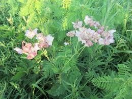 Attēlu rezultāti vaicājumam “Viola mirabilis flower”