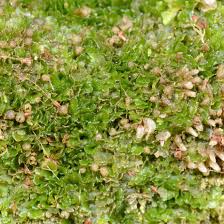 Attēlu rezultāti vaicājumam “Riccardia incurvata”