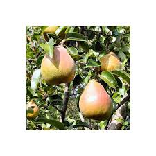 Attēlu rezultāti vaicājumam “Pyrus communis fruit”