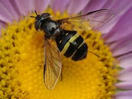 Attēlu rezultāti vaicājumam “Dasysyrphus tricinctus”