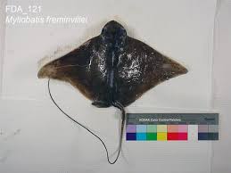 Image result for Myliobatis freminvillei