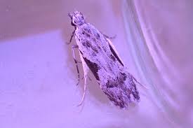 Attēlu rezultāti vaicājumam “Hypatima rhomboidella”