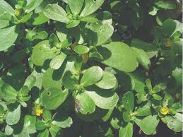 Attēlu rezultāti vaicājumam “Portulaca oleracea leaf”