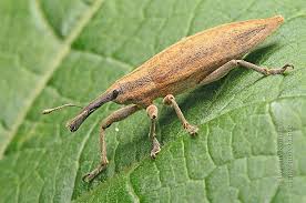 Attēlu rezultāti vaicājumam “Lixus iridis”