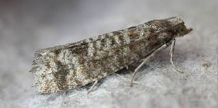 Attēlu rezultāti vaicājumam “Rhyacionia pinicolana”