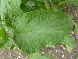Image result for Borago officinalis