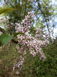 Attēlu rezultāti vaicājumam “Prunus padus var. roseiflora flower”