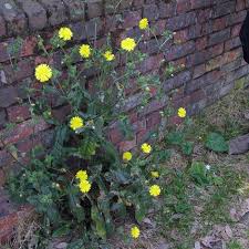 Attēlu rezultāti vaicājumam “Picris hieracioides”