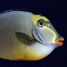 Image result for Naso lituratus