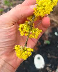 Attēlu rezultāti vaicājumam “Cornus mas flower”