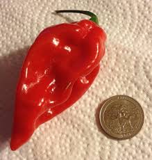 Afbeeldingsresultaat voor red fratali hot pepper