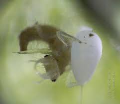 Attēlu rezultāti vaicājumam “Chrysopidae imago”