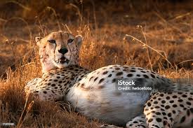 Afbeeldingsresultaat voor cheeta