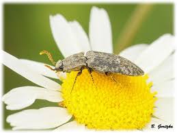 Attēlu rezultāti vaicājumam “Agrypnus murinus”