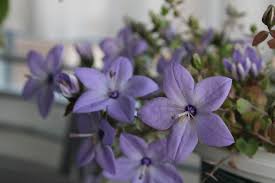 Image result for Campanula isophylla