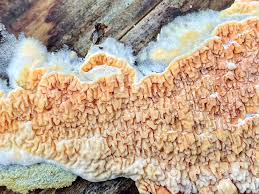 Attēlu rezultāti vaicājumam “Leucogyrophana mollusca”