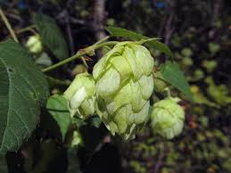 Attēlu rezultāti vaicājumam “Humulus lupulus”