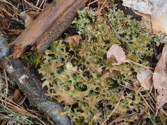 Attēlu rezultāti vaicājumam “Cetraria ericetorum”