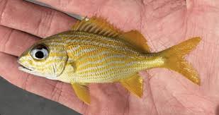 Image result for Haemulon flavolineatum