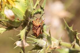 Attēlu rezultāti vaicājumam “Carpocoris purpureipennis”