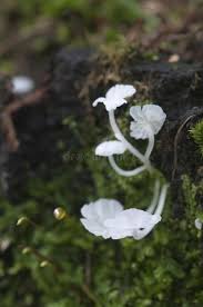 Attēlu rezultāti vaicājumam “Delicatula integrella”