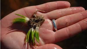 Attēlu rezultāti vaicājumam “Isoetaceae”