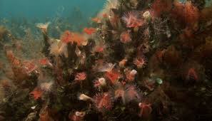 Attēlu rezultāti vaicājumam “Serpoleskea subtilis”