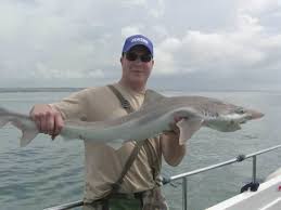 Image result for Mustelus palumbes